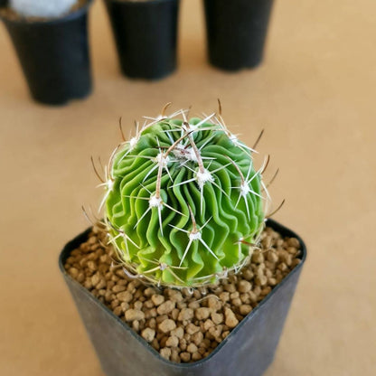 Echinofossulocactus Multicostatus - Cactus - Soiled