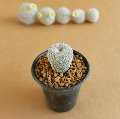 Epithelantha Micromeris - Cactus - Soiled