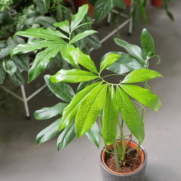 Philodendron Goeldi - Indoor & Outdoor Plants - Soiled