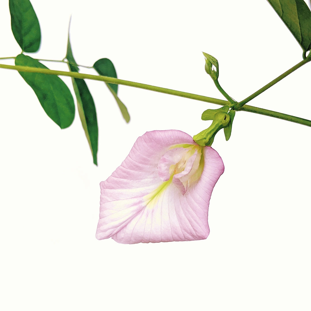 Clitoria Ternatea, Aparajita Flower Seed (Pink - Single Petal) - Seed - Soiled