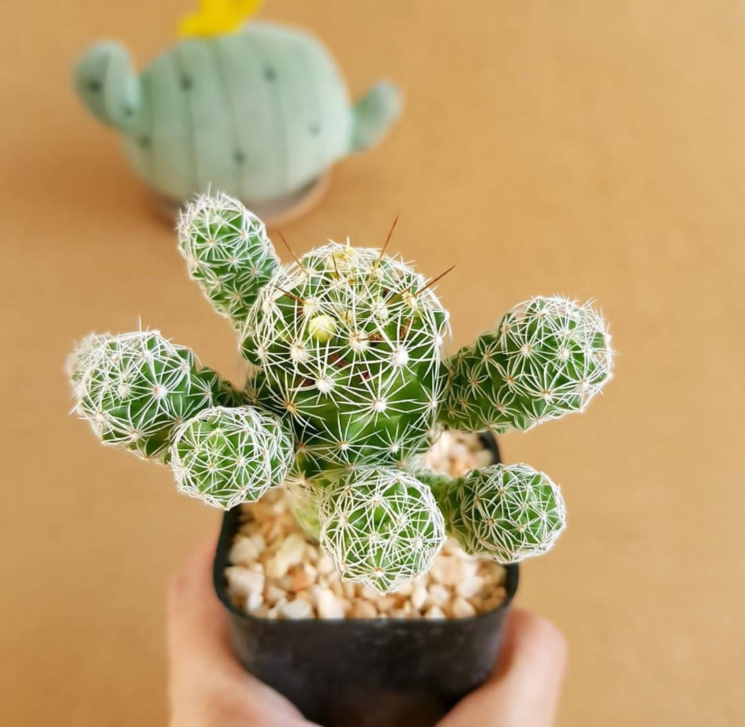 Mammillaria Vetula Subsp. Gracilis - Cactus - Soiled