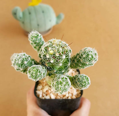 Mammillaria Vetula Subsp. Gracilis - Cactus - Soiled