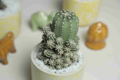 Echinopsis subdenudata hybrid - Cactus - Soiled