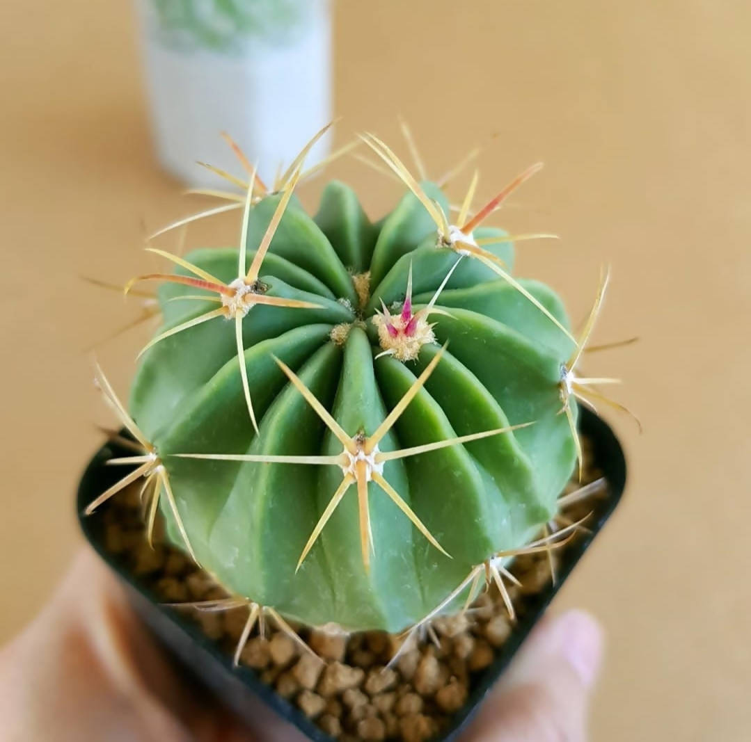 Ferocactus latispinus - Cactus - Soiled