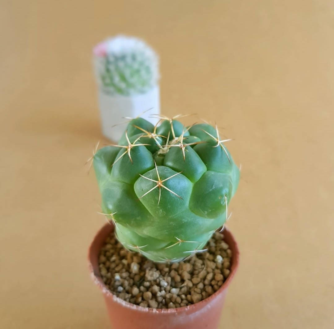 Coryphantha Elephantidens - Cactus - Soiled