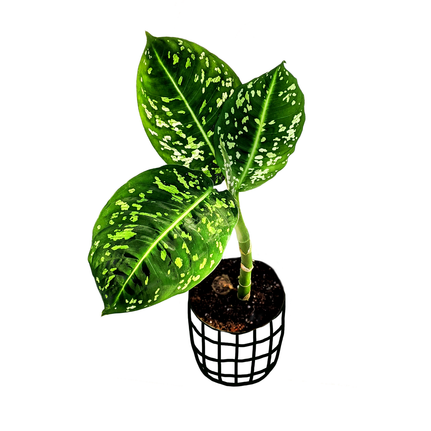 Dieffenbachia 'Reflector' - Dieffenbachia - Soiled