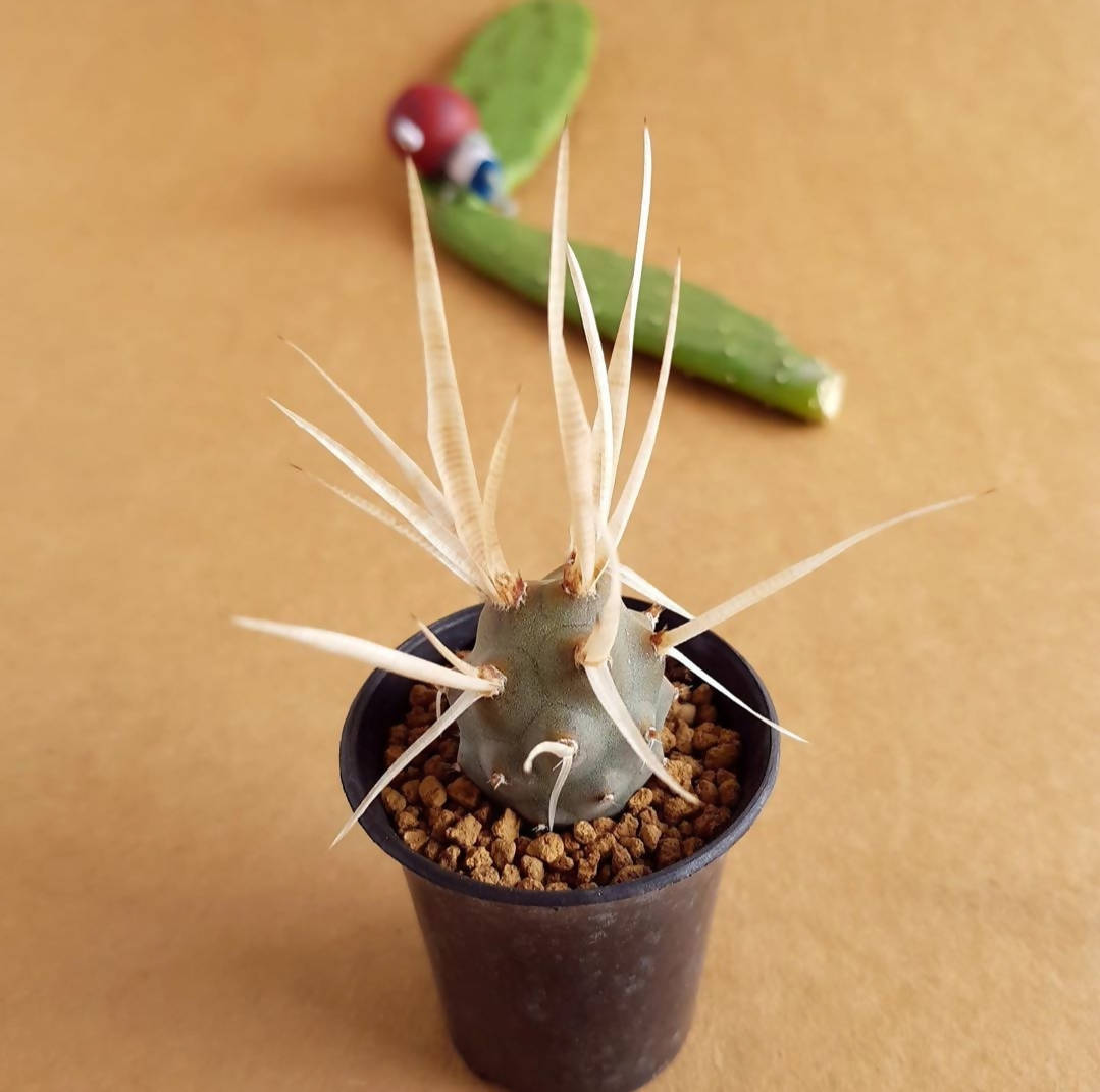 Tephrocactus Articulatus - Cactus - Soiled