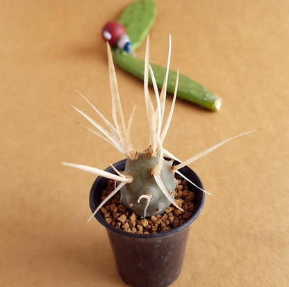 Tephrocactus Articulatus - Cactus - Soiled