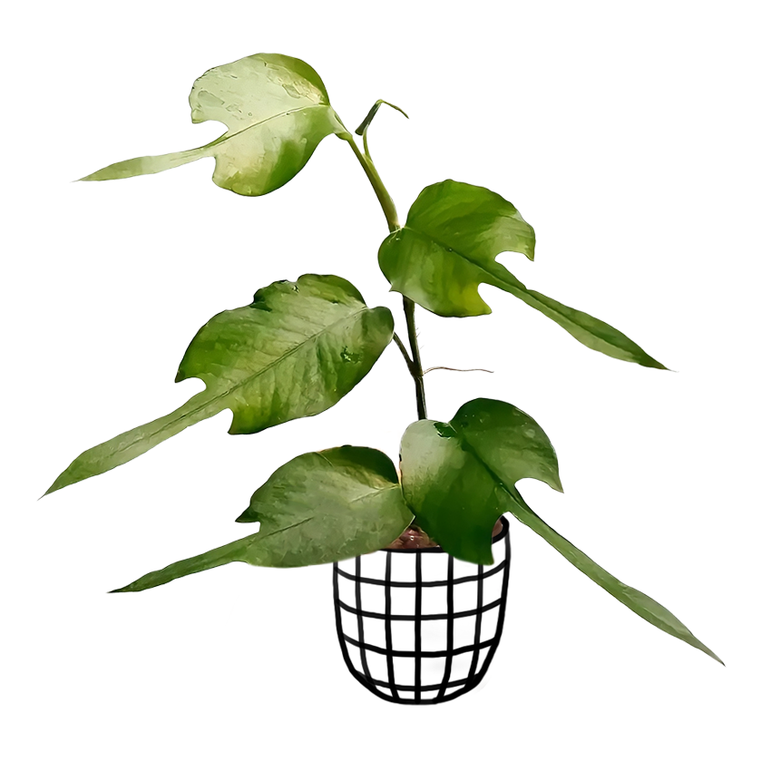 Epipremnum Pinnatum 'Skeleton Key' - Potted Houseplants - Soiled