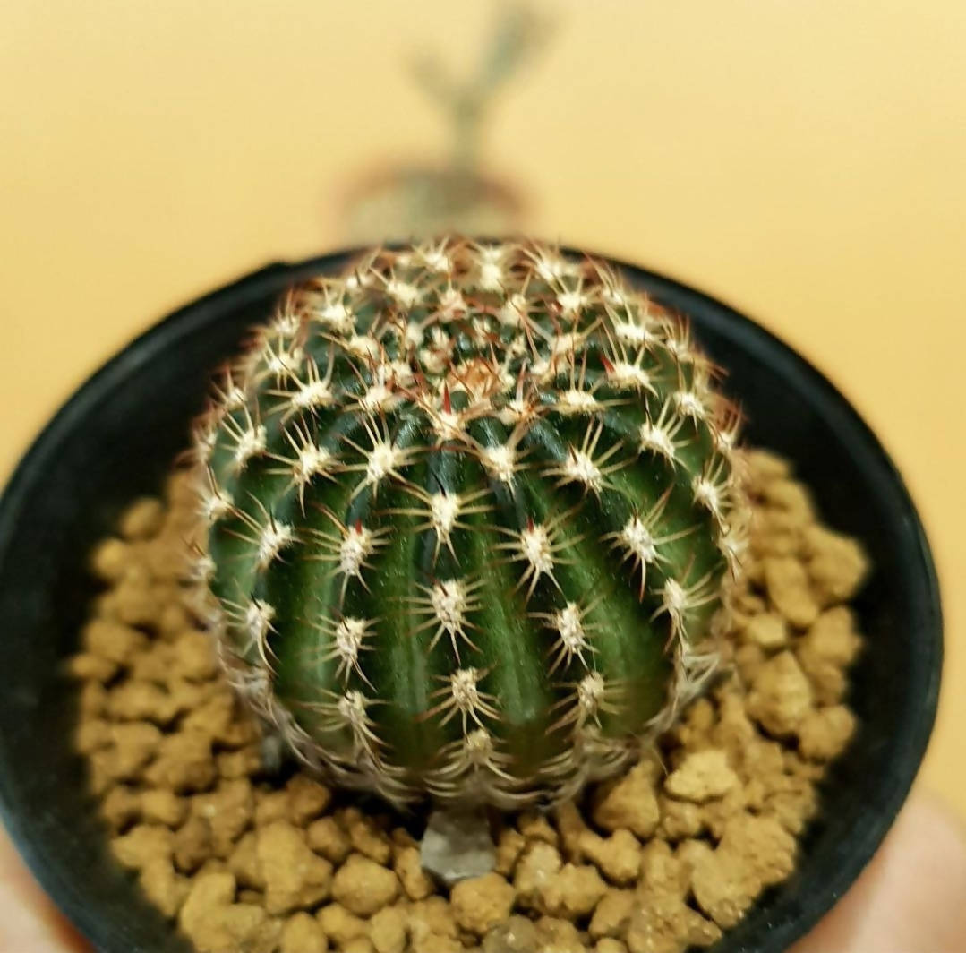 Lobivia Hybrid - Cactus - Soiled