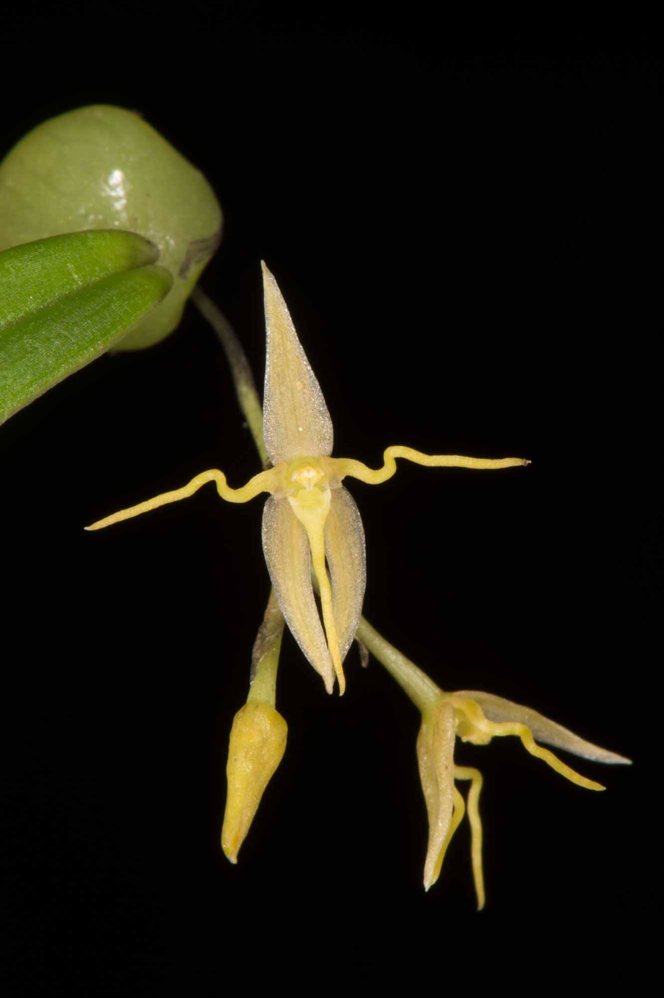 Bulbophyllum Interpositum - Orchid - Soiled