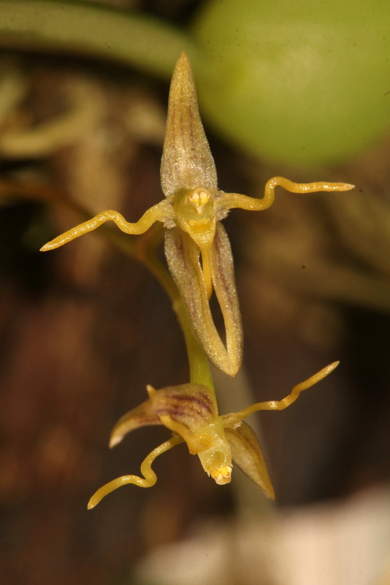 Bulbophyllum Interpositum - Orchid - Soiled