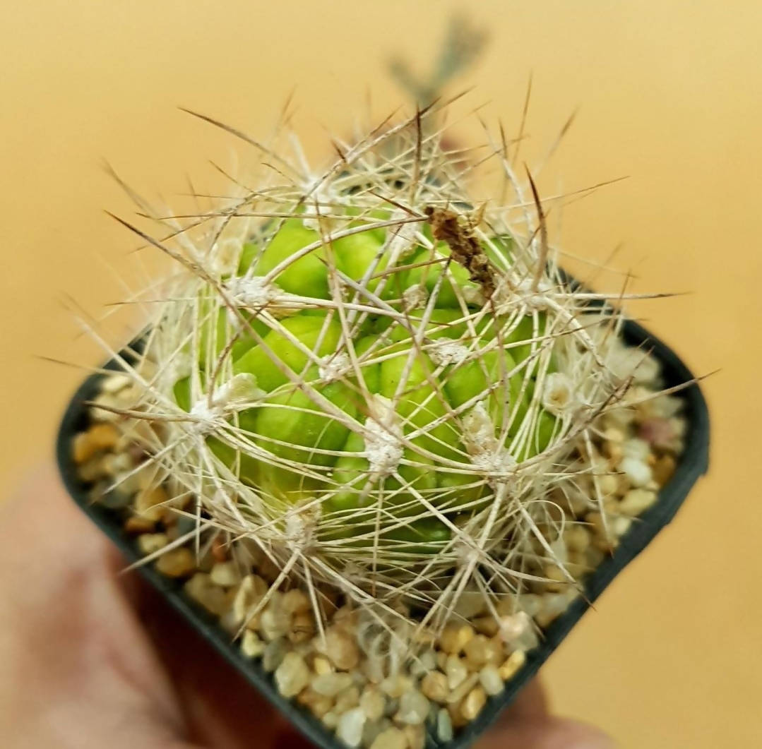 Weingartia Lanata - Cactus - Soiled