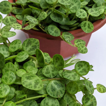 Strings of Turtles (Peperomia Prostrata) - Succulent - Soiled