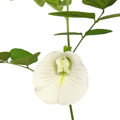 Clitoria Ternatea, Aparajita Flower Seed (White - Single Petal) - Seed - Soiled