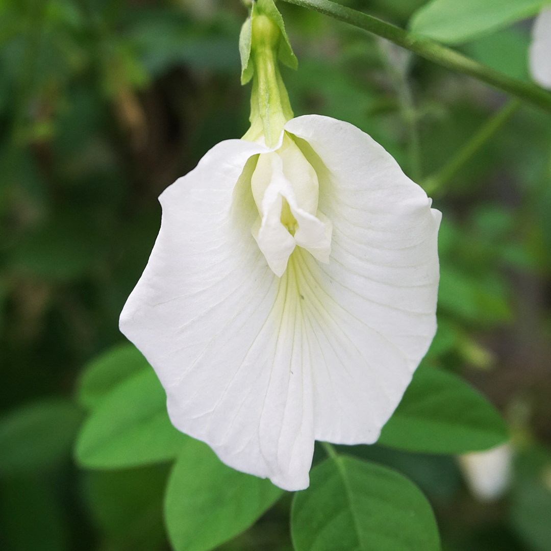 Clitoria Ternatea, Aparajita Flower Seed (White - Single Petal) - Seed - Soiled