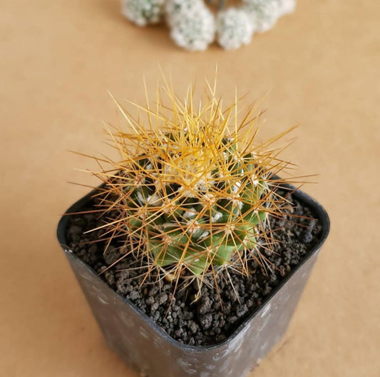 Mammillaria Nivosa - Cactus - Soiled