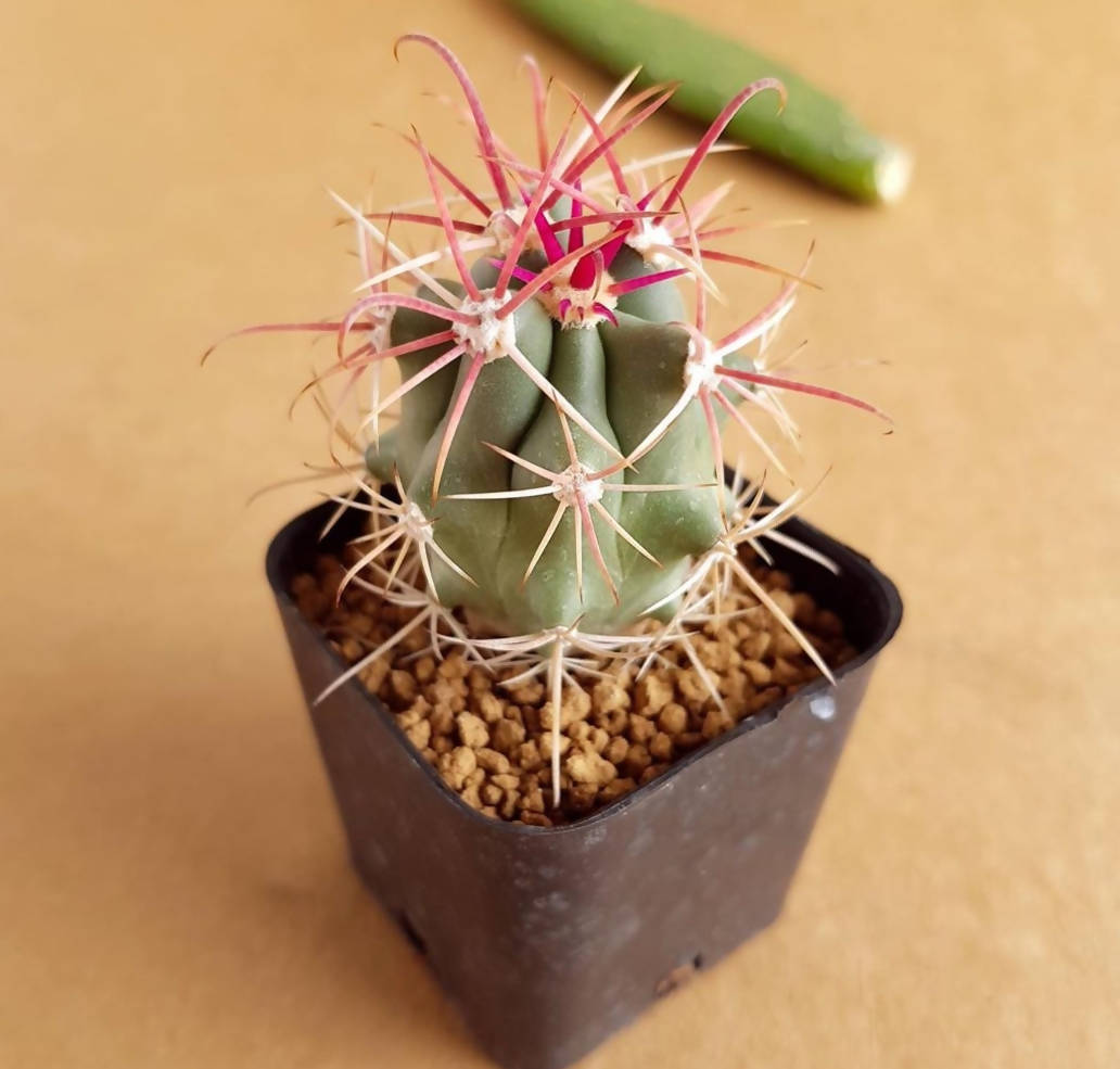 Ferocactus Emoryi - Cactus - Soiled